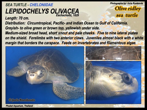 Lepidochelys  olivacea - Olive ridley turtle