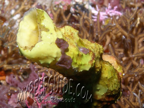 1Sponge_1_Nusa-lembongan