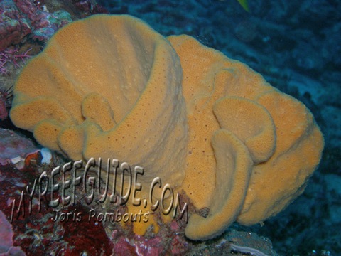 1Sponge_2_Nusa-penida