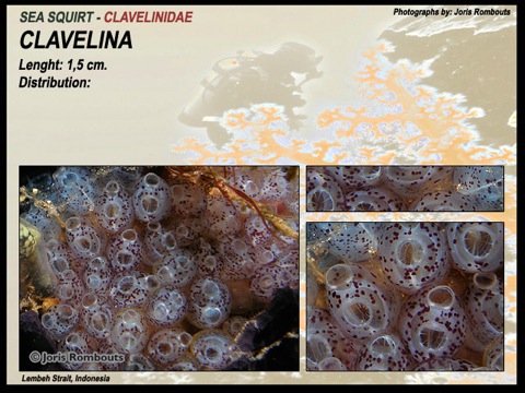 Clavelina