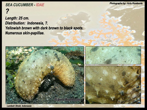 Sea-cucumber