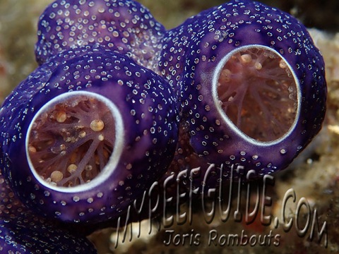 tunicate_alor