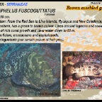 Epinephelus fuscoguttatus - Brown marbled