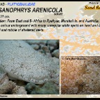 Thysanophrys arenicola - Sand