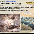 Thysanophrys chiltonae - Longsnout