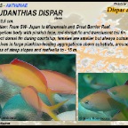 Pseudanthias dispar