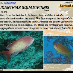 Pseudanthias squamipinnis