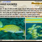 Lutjanus kasmira - Bluestripe