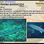 Sphyraena barracuda