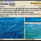 Sphyraena genie - Blackfin