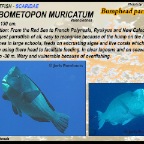 Bolbometopon muricatum - Bumphead