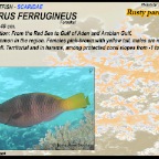 Scarus ferrugineus - Rusty