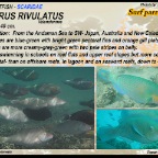 Scarus rivulatus - Surf