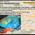 Scarus prasiognathos - Greenthroat