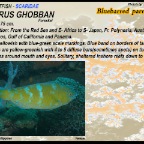 Scarus ghobban - Blue-barred