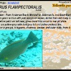 Scarus flavipectoralis - Yellowfin