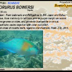 Chlorurus bowersi - Bower's