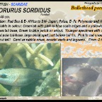 Chlorurus sordidus - Bullethead